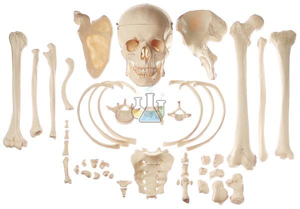 Collection Of Typical Human Bones Model
